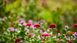 Garden Matters: Nurt